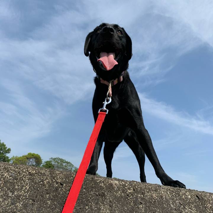 4c42585c 16b8 41f1 8eb1 7d984f598d32 1589107408522