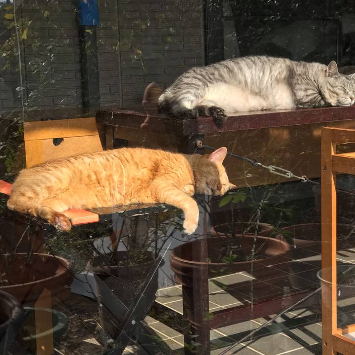 4c430798 0f5b 4a00 a7e0 565b96e9de1a 1542881309498