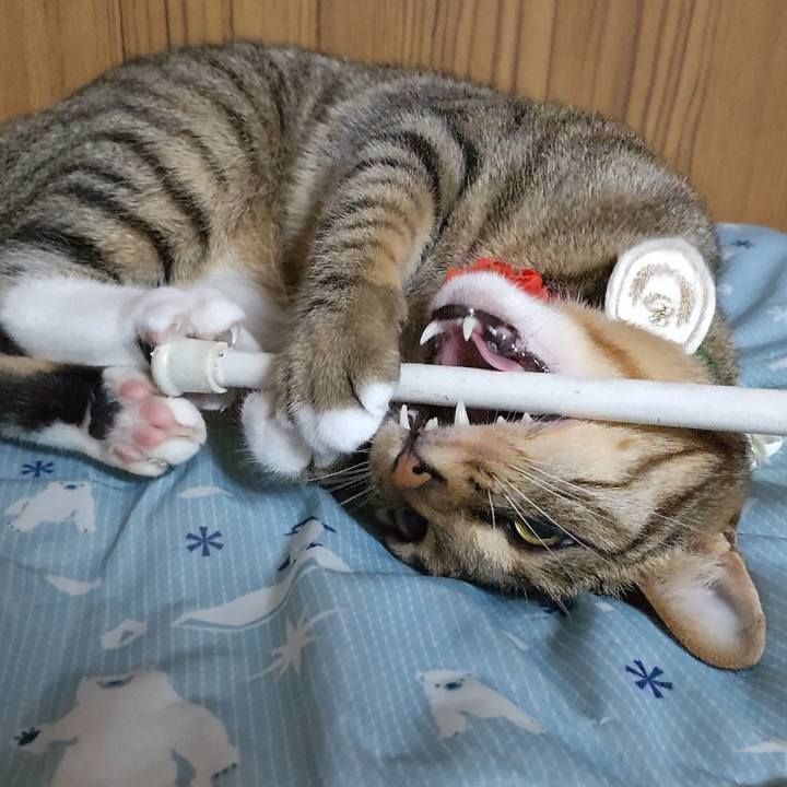 4c431894 8a96 4b6d a55b 9fa1221d99bd 1763219684124