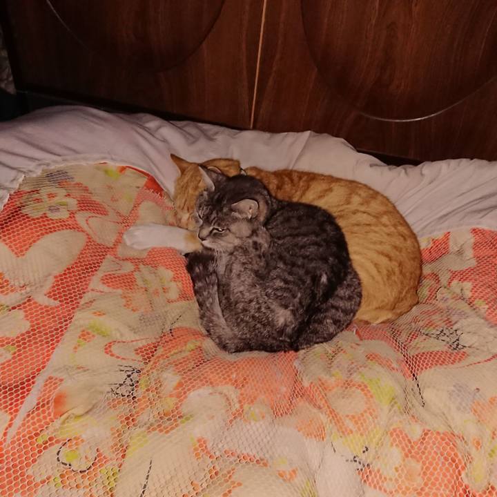 4c432af8 b562 47bf 8e2f c9672cc69df9 1584800406420