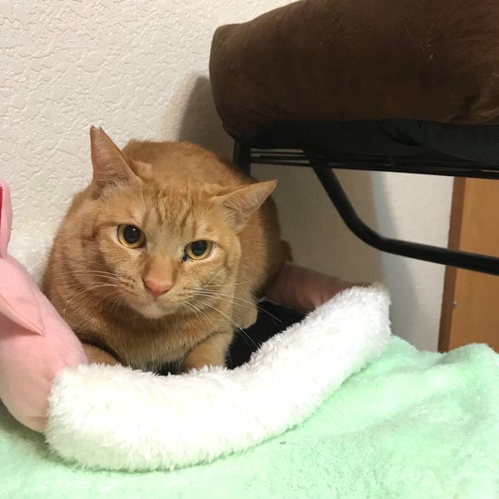 4c433429 6190 4793 9b2e 8b43240424f5 1585826395197