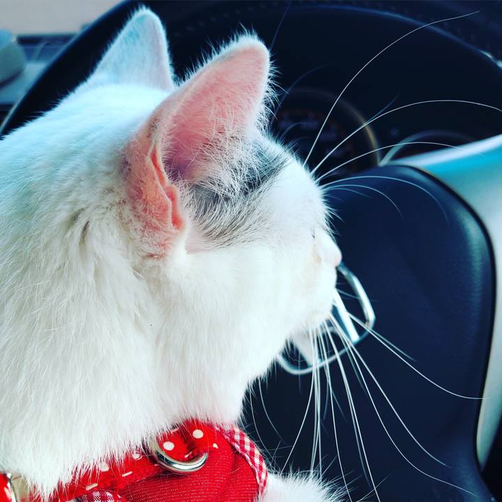 4c441168 afc8 45f1 a01c 951c34f09496 1556034543771