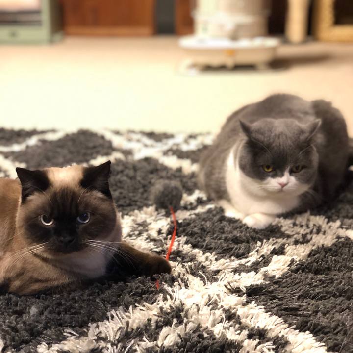 4c44ac22 60d9 4e21 81a6 50396cdf2dda 1610432010743