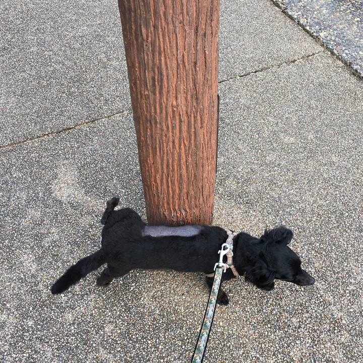 4c4a5a36 51f5 4008 b7a2 c77edb128b19 1510264894536