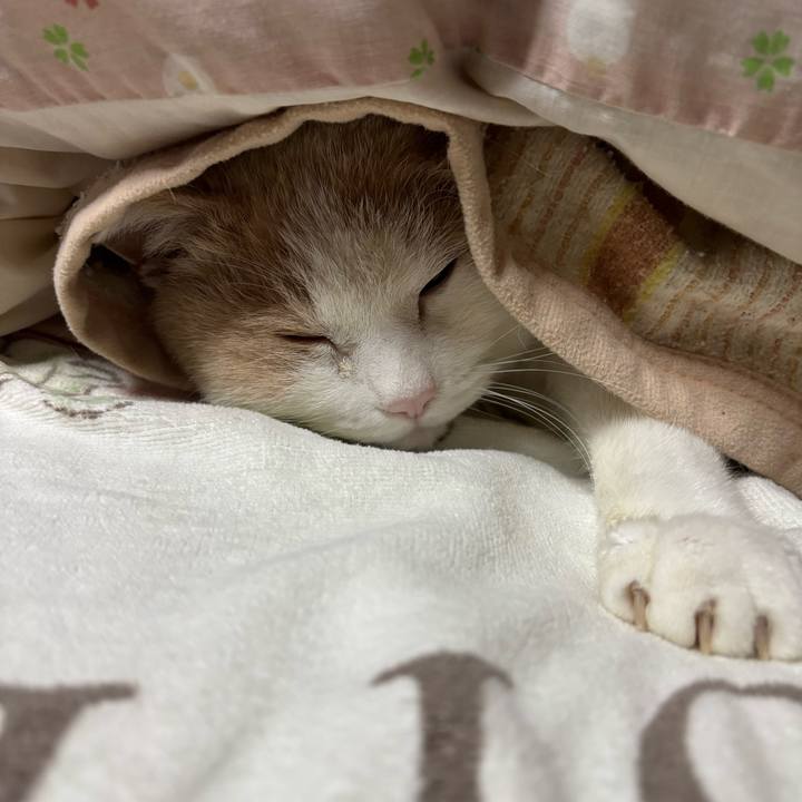 4c4af0ea 94b1 49ef 9976 6b31763a53c0 1772636308929