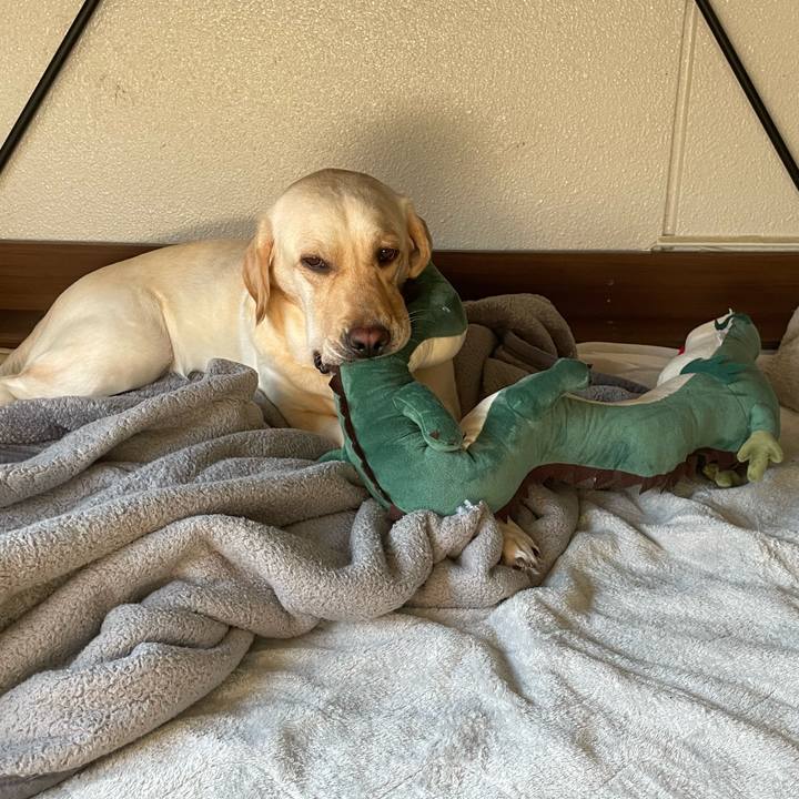 4c4d4cb6 1150 471a 80e5 a4f71cd38edf 1704345760279