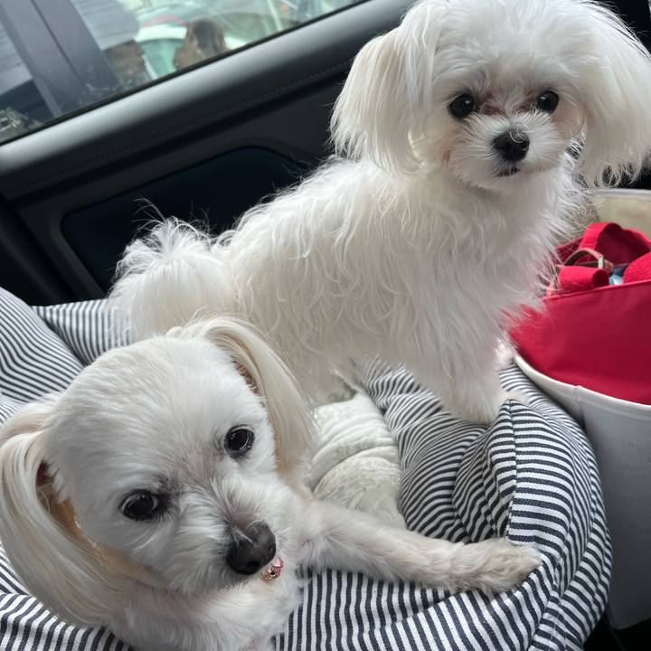 4c4d7d0c d553 4dfb 9527 a6428f8998e6 1713243062906