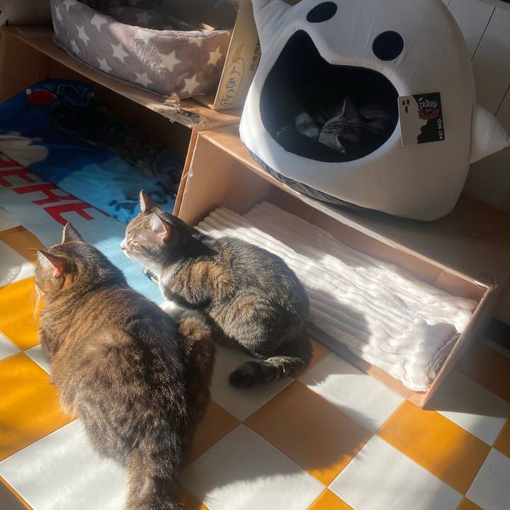 4c4dcef2 84f8 4dc4 9065 0ce95db6a6f4 1730676751425