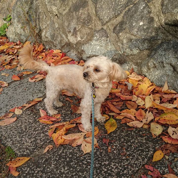 4c516d71 629e 4a1f 9a1b 60697ffd68dd 1573976787980