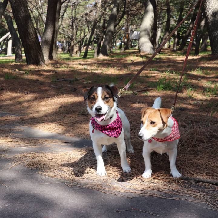 4c51d9c9 ef95 4e5a 89a9 8e3908eaf0dc 1521885913295