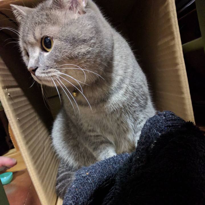 4c51e2fe 37e9 43b0 a55a 8644538b14e6 1508333568007