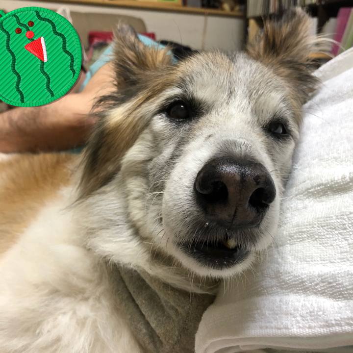 4c52de4b 33d8 4487 88e3 daf07dae81cd 1532183480741