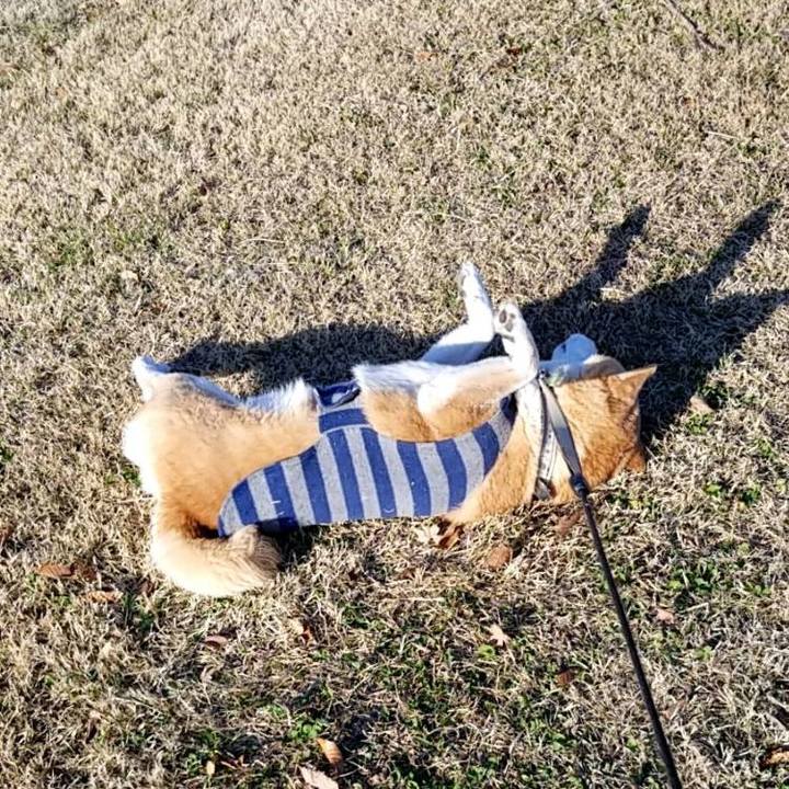 4c53a4a0 f012 4614 8dba 1884f9bd859a 1670649719783