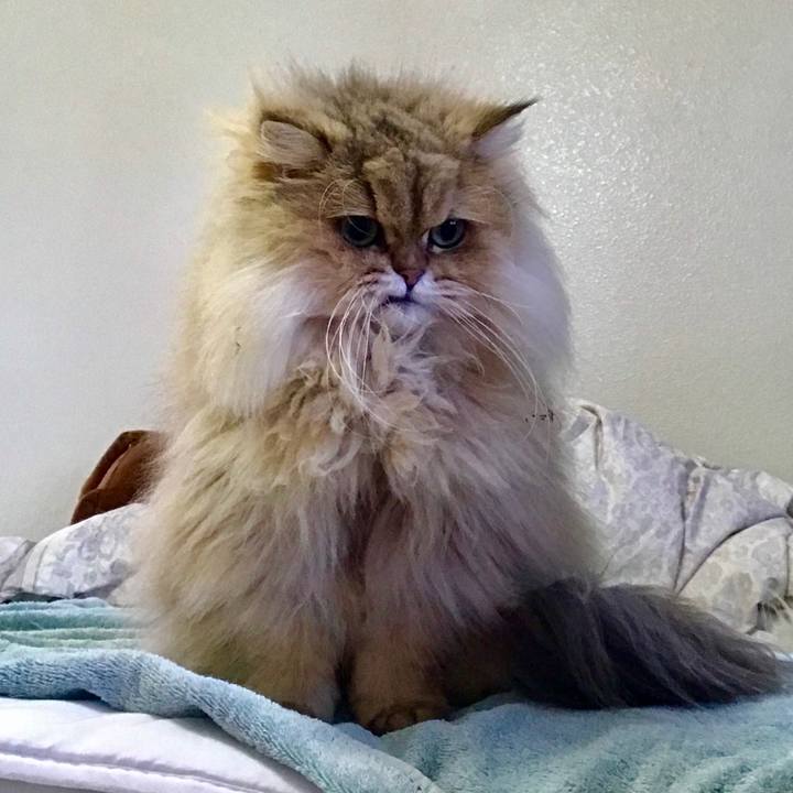 4c53c72a badc 4c64 8002 745e150ab2c4 1549692468822