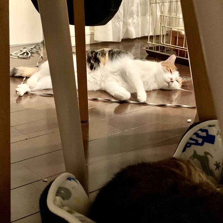 4c5428c3 0f5c 41d1 a9e0 215e1dcc4db3 1575861762239