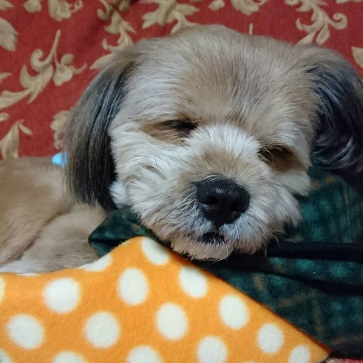 4c55526f ceb5 4b10 a3fe e3591902bf93 1515102960054