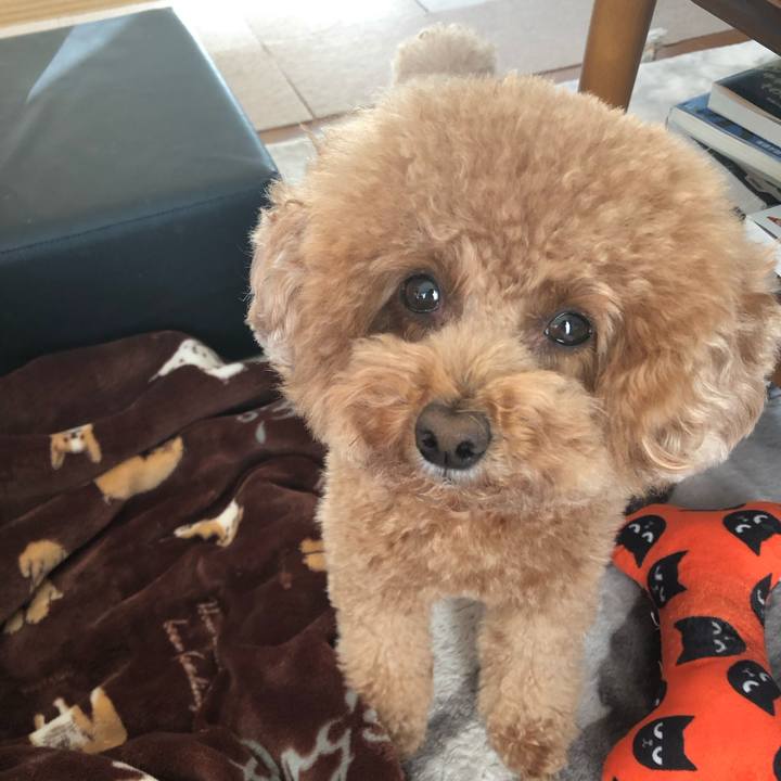 4c559b69 cb91 4803 a818 7c282ad69225 1577532403396