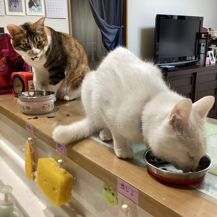 4c56d8f3 463e 4e44 acf1 9510381f4ce2 1684475894460