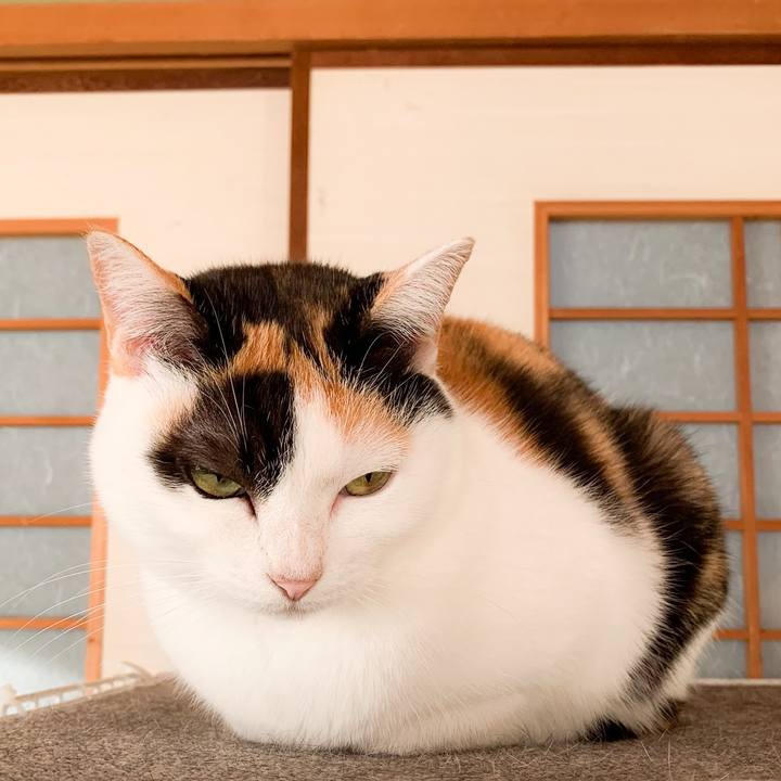 4c5b8191 e07c 4eea bab6 d4c8fb593916 1575774135071