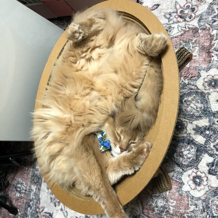 4c5bd925 1f4d 43e4 bdfa 4e07bae9674f 1708187077775