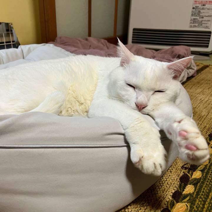 4c5f7a1c a05a 404e b7fb e82c17774408 1671105865223