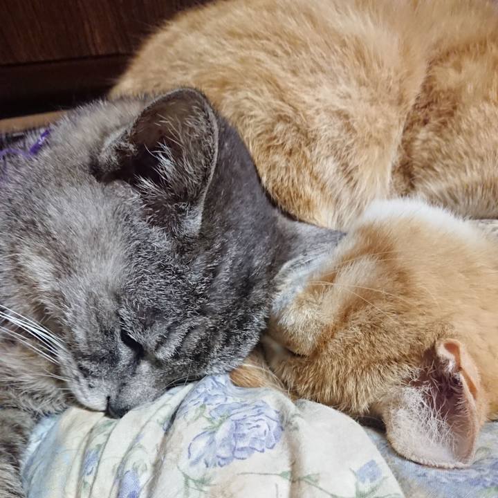 4c608b5d 0029 4d9a 9893 82eacef268b8 1589890091064