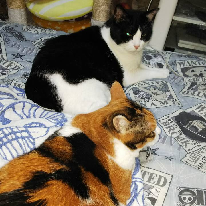 4c610b43 8b24 49aa 9db6 700f1ab75dae 1533652806963