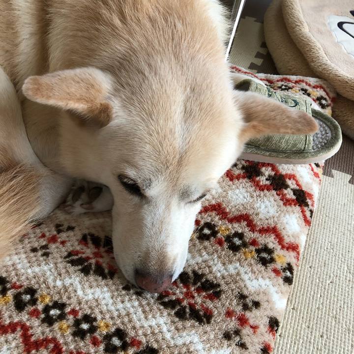 4c621c1a 6440 4f5d aa5b a29c66e041d6 1574851327127