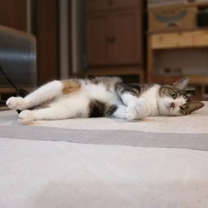 4c63a99a 33b8 48b4 9cdc dd5bd0540c15 1591352204550