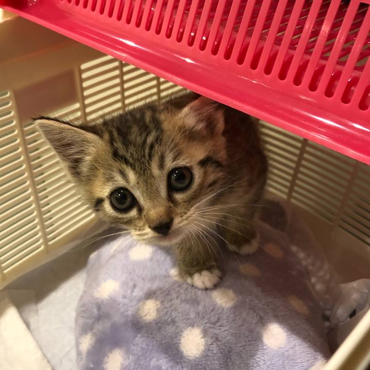 4c651b16 8fb1 41e1 bbd8 a0ae0393f289 1540129751604