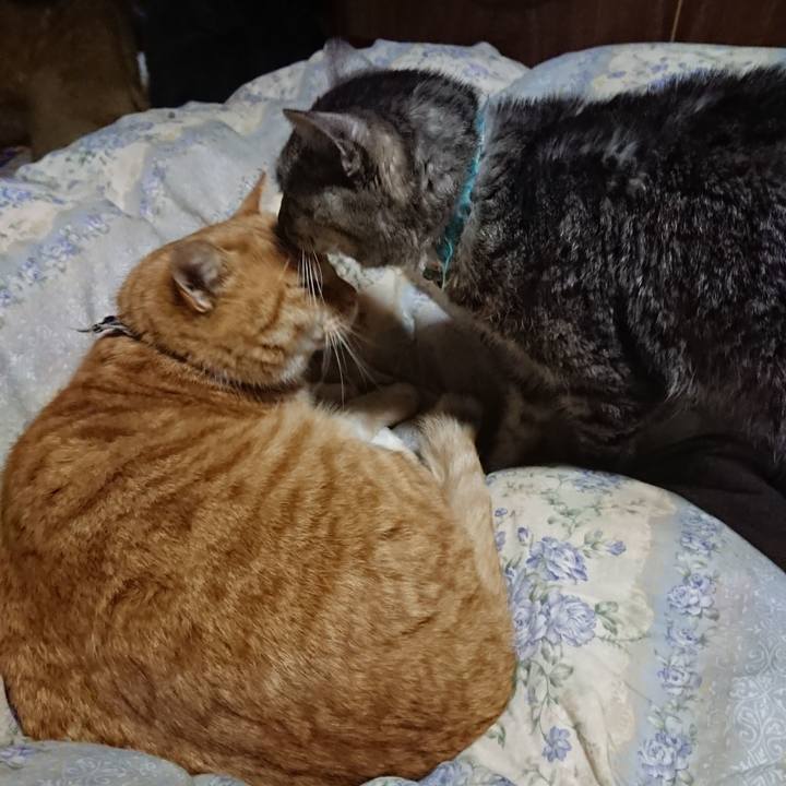 4c666571 b682 47d4 b0b4 272bbf52eac4 1576065461513