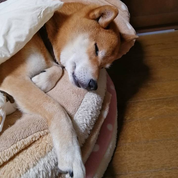 4c67bc81 4955 4795 8c8f b72b95ded1a7 1622990070754