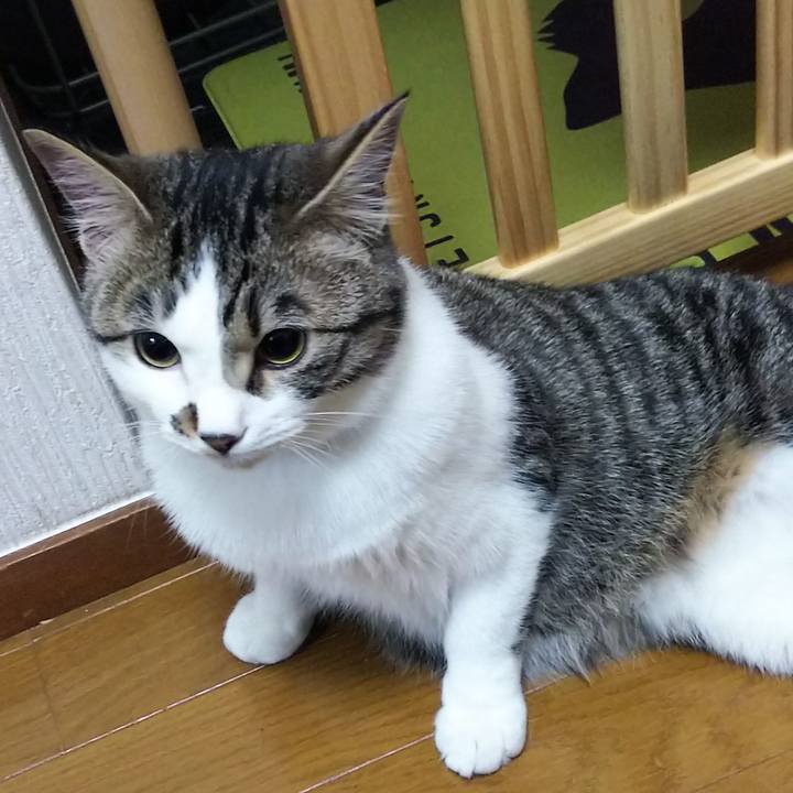 4c68efe0 c406 47ec afd5 aaf242a47ad9 1617967319705