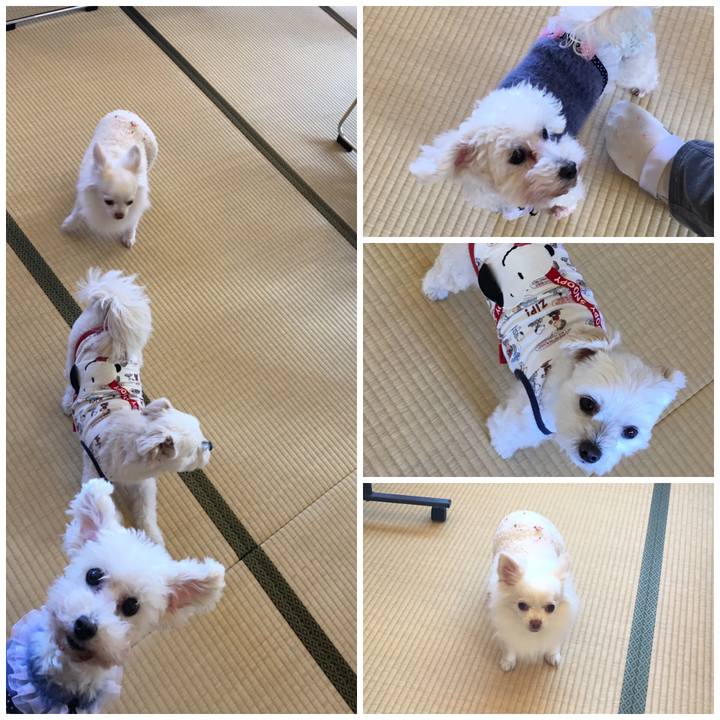 4c68fdb0 b979 448e b38e 9a5d066f173e 1549265334085