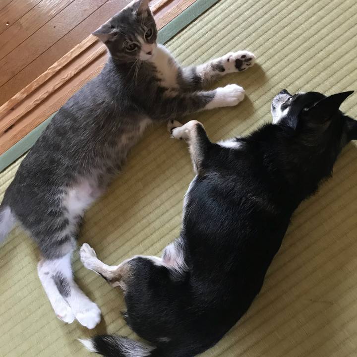 4c69c73e 4305 47be 9806 95597c73a852 1533428740391