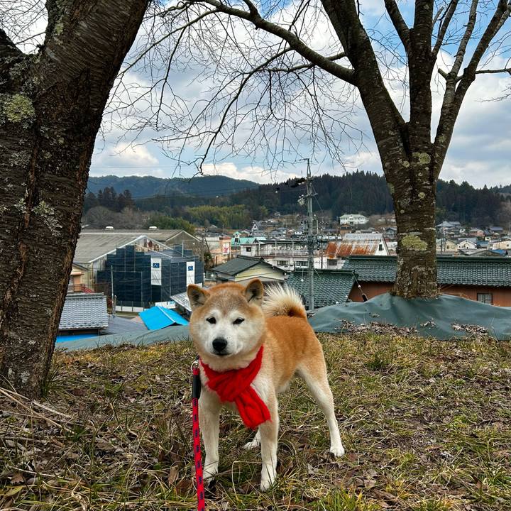 4c69ce37 265a 47b9 a757 db7a7b594a2a 1770461967657