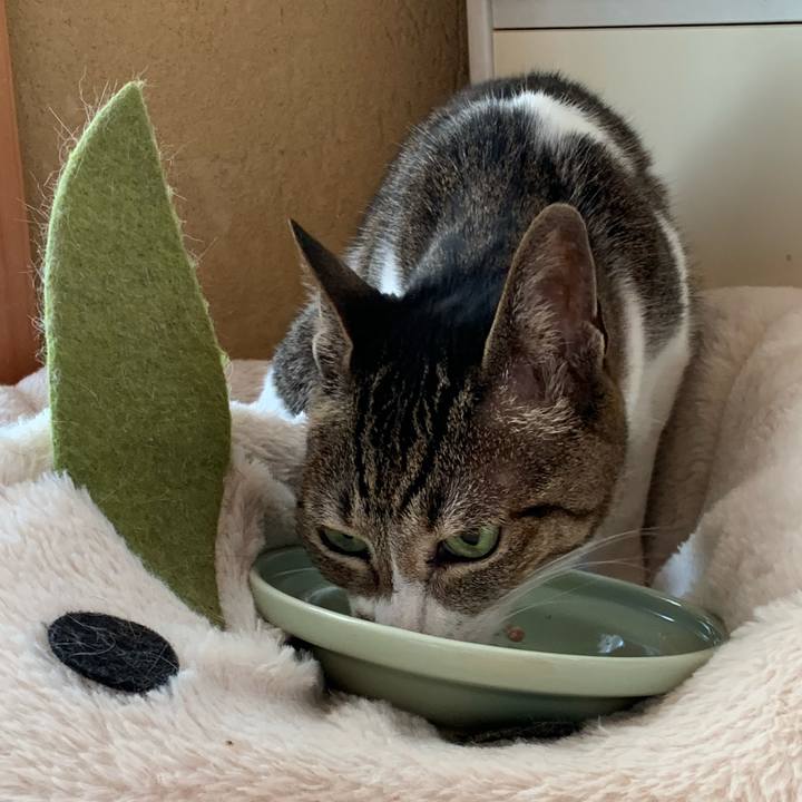 4c6a9c8b 400e 4f5f 8e1b 9f8922178faf 1590713794609