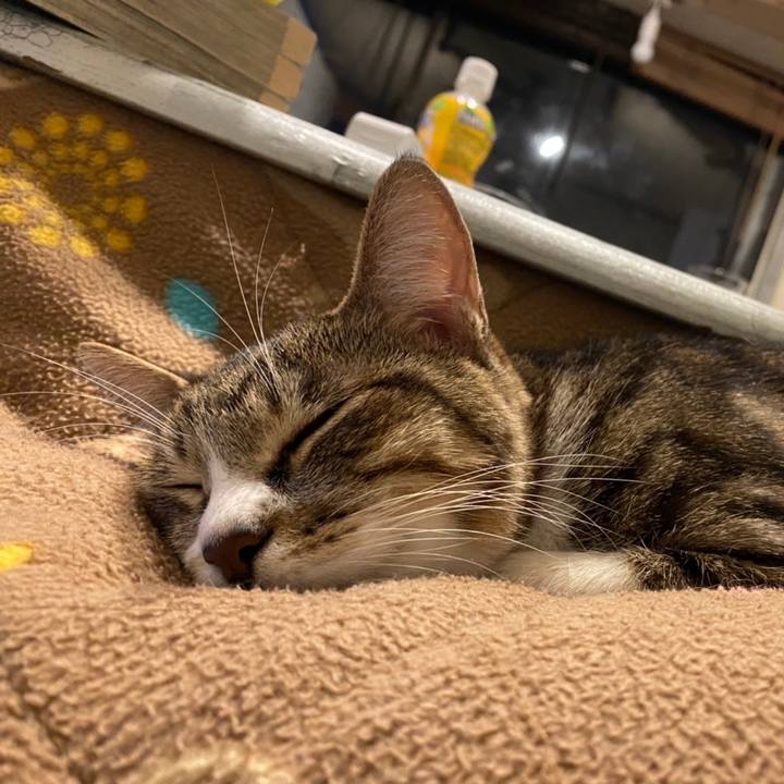 4c6aca18 d9ab 4261 9b47 7aa94a3d0e37 1605790411958