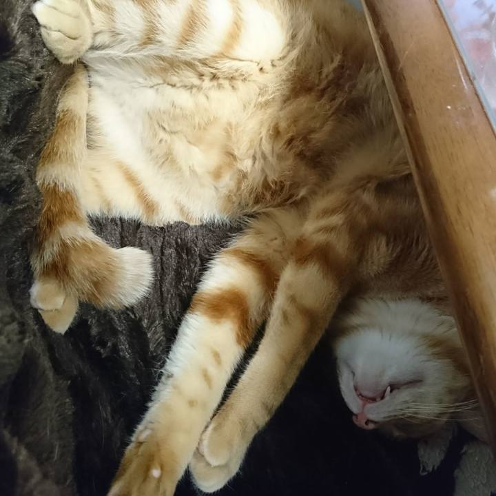 4c6bd747 4f46 445c 9a3b 3f34719d288c 1510828681743