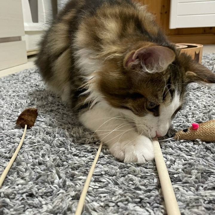 4c6d0b53 f20d 468a b035 91909eaf3b7d 1635334109210