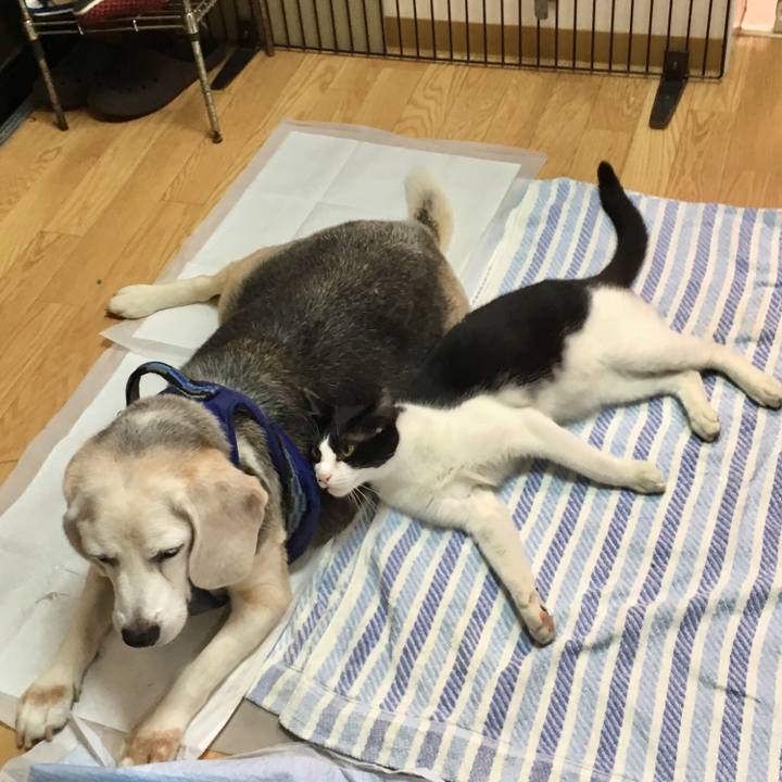 4c6d421b e787 4c7f 90dd b496eb611b73 1535015050165