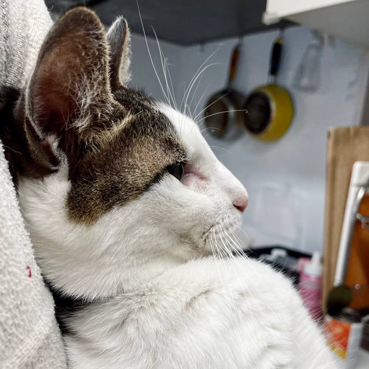 4c6dcffb 0fcb 4f11 97dd 228bb669fda8 1732893616003