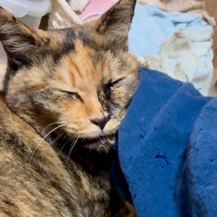 4c6e7dec dfc5 4d66 b128 02bc0bc61adf 1762081619755