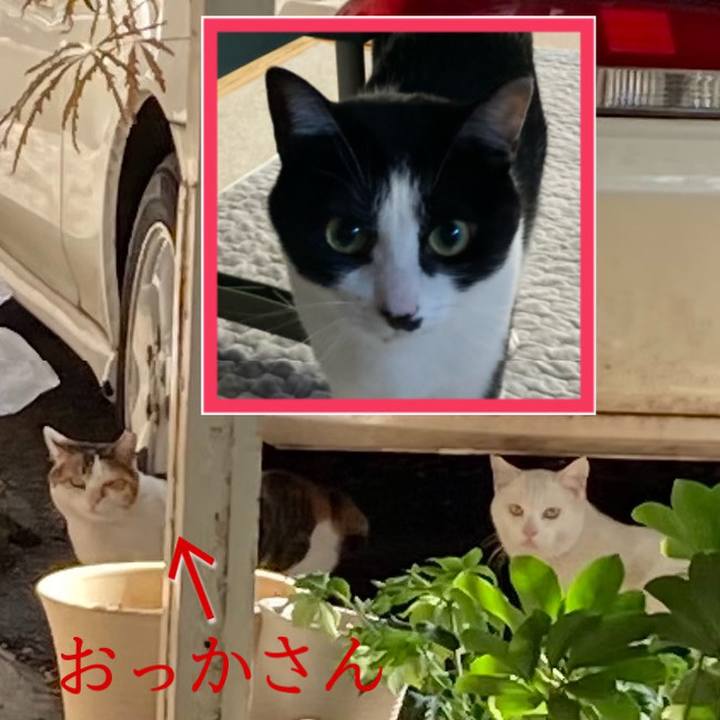 4c70b053 3da0 4bff a66e 44ebcaf4fc4d 1615981613341