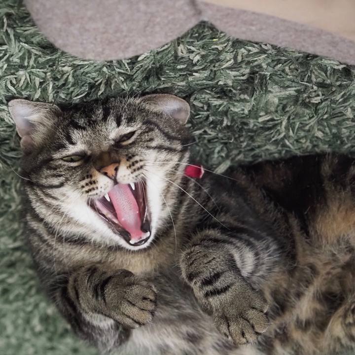 4c71a891 e4a9 46f8 b018 a2834efaa736 1596792177711