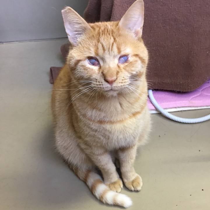 4c760667 5e8c 491d bbee bacccccfd6f5 1510563661705