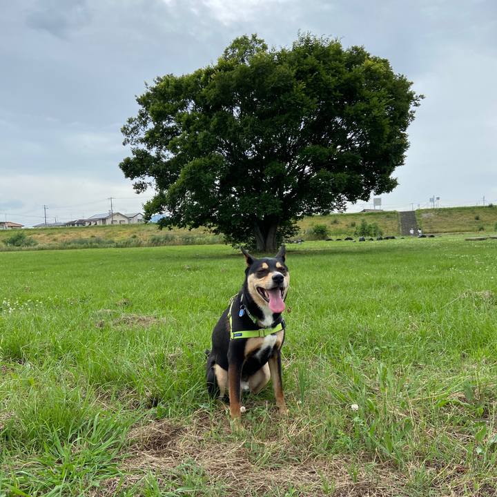 4c78cecc 87bc 49d6 bb4d 5c3011b2b031 1623499416272