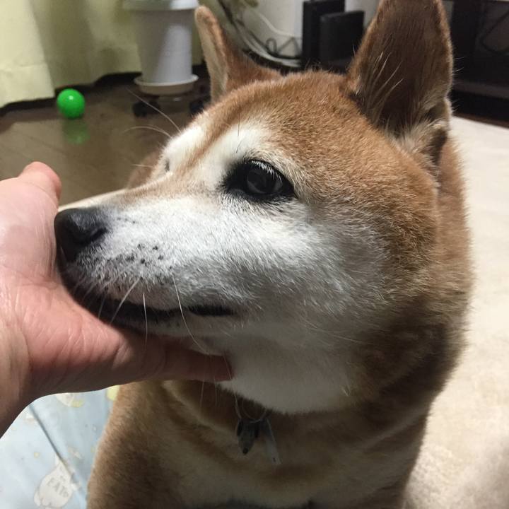 4c7954c3 56d0 45d1 8c22 228f12f1c2ff 1540291939420