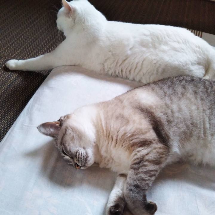 4c797c2a abaf 4b41 87a3 c823f18eca74 1563060281231