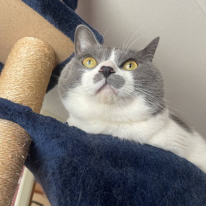 4c7a6426 fad8 4bcc b54d 748c0e37366e 1738458569070